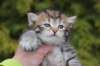 ursulinagirln2411_small.jpg