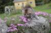 ursulinagirl65weeks215202323_small.jpg