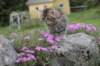 ursulinagirl65weeks215202324_small.jpg
