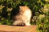 ushara11weeks2262023127_small.jpg