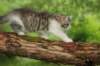 ushara11weeks226202342_small.jpg
