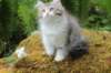 ushara11weeks22620234_small.jpg