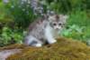 ushara11weeks226202355_small.jpg