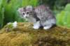ushara11weeks226202364_small.jpg