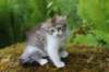ushara11weeks226202367_small.jpg