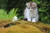 ushara11weeks226202380_small.jpg