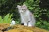 ushara11weeks226202381_small.jpg