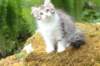 ushara11weeks226202392_small.jpg