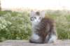 ushara11weeks226202393_small.jpg