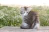 ushara11weeks226202394_small.jpg