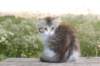 ushara11weeks226202395_small.jpg