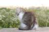 ushara11weeks226202397_small.jpg