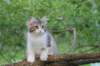 ushara12weeks30620236_small.jpg