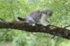 ushara12weeks306202373_small.jpg