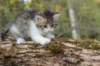 ushara5viikkoa135202315_small.jpg