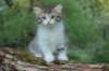 ushara7viikkoa25520239_small.jpg