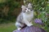 ushara95viikkoa126202311_small.jpg