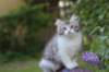 ushara95viikkoa126202313_small.jpg