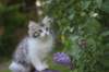 ushara95viikkoa126202315_small.jpg