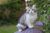 ushara95viikkoa126202317_small.jpg