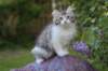 ushara95viikkoa126202318_small.jpg