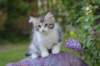 ushara95viikkoa12620231_small.jpg