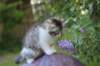 ushara95viikkoa126202321_small.jpg