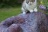 ushara95viikkoa126202323_small.jpg