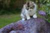 ushara95viikkoa126202324_small.jpg
