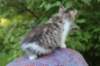 ushara95viikkoa12620233_small.jpg