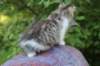 ushara95viikkoa12620234_small.jpg