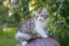 ushara95viikkoa12620235_small.jpg