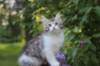 ushara95viikkoa12620236_small.jpg