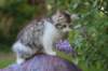 ushara95viikkoa12620239_small.jpg