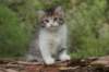 usharagirl65weeks21520231_small.jpg
