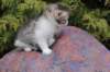 usharan032414_small.jpg