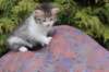 usharan032415_small.jpg