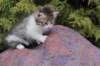 usharan032416_small.jpg