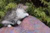 usharan032417_small.jpg