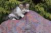 usharan03247_small.jpg
