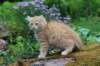 uziel11weeks226202328_small.jpg