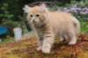 uziel11weeks22620232_small.jpg