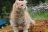 uziel11weeks22620233_small.jpg