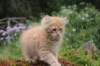 uziel11weeks22620236_small.jpg
