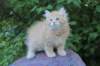 uziel95viikkoa126202315_small.jpg