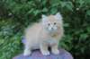 uziel95viikkoa126202316_small.jpg