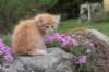 uzielboy65weeks215202338_small.jpg