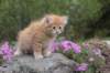 uzielboy65weeks215202341_small.jpg