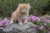 uzielboy65weeks215202343_small.jpg
