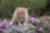 uzielboy65weeks215202344_small.jpg